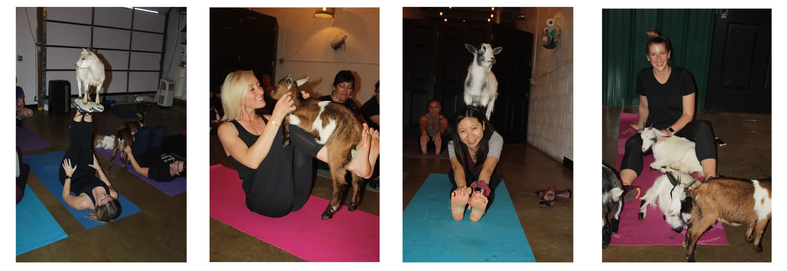 Aprio Cloud, Goat Yoga, 2019